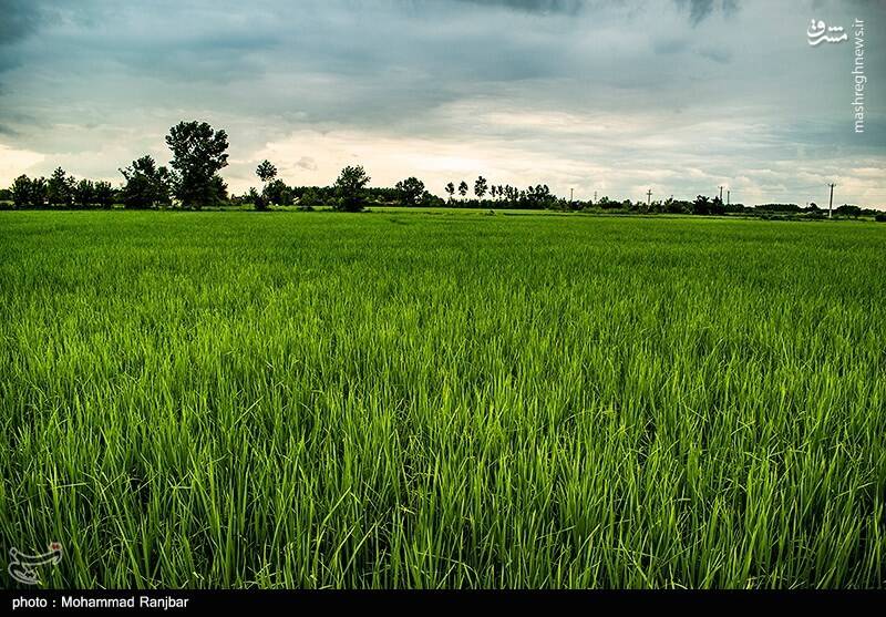 برنج شالیزار(ویلاشهر)